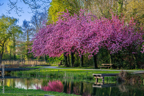 Bild auf Leinwand Sakura bloom near the lake. Belgium, Mechelen