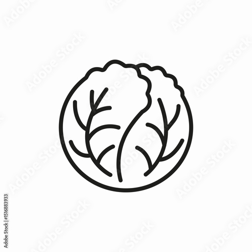 cabbage head vegetable icon sign vector
