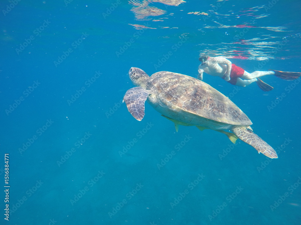 Naklejka premium A green sea turtle (Chelonia mydas) swimming calmly while snorkeling in Egypt, in the Red Sea. The turtle glides through clear water above coral reefs, surrounded by tropical marine life, highlighting