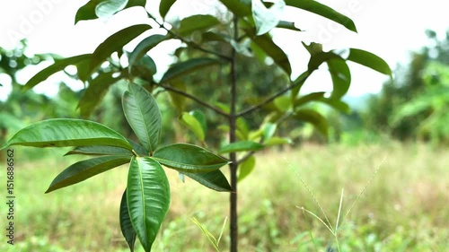 Mangosteen trees cultivated naturally without chemicals, representing organic farming, sustainable agriculture, and eco-friendly practices in harmony with the environment.