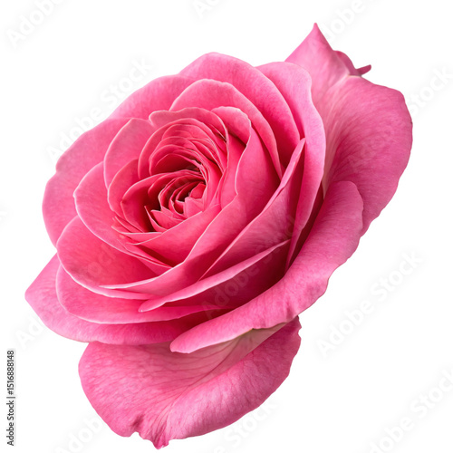Vibrant Hot Pink Rose in Macro Photography with Single Bloom