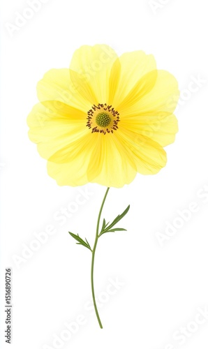 Single, vibrant yellow flower on stem. Detailed illustration of a blossom against a white background