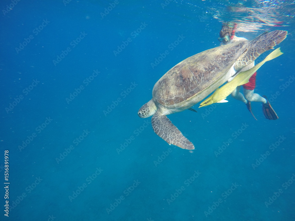Fototapeta premium A green sea turtle (Chelonia mydas) swimming calmly while snorkeling in Egypt, in the Red Sea. The turtle glides through clear water above coral reefs, surrounded by tropical marine life, highlighting