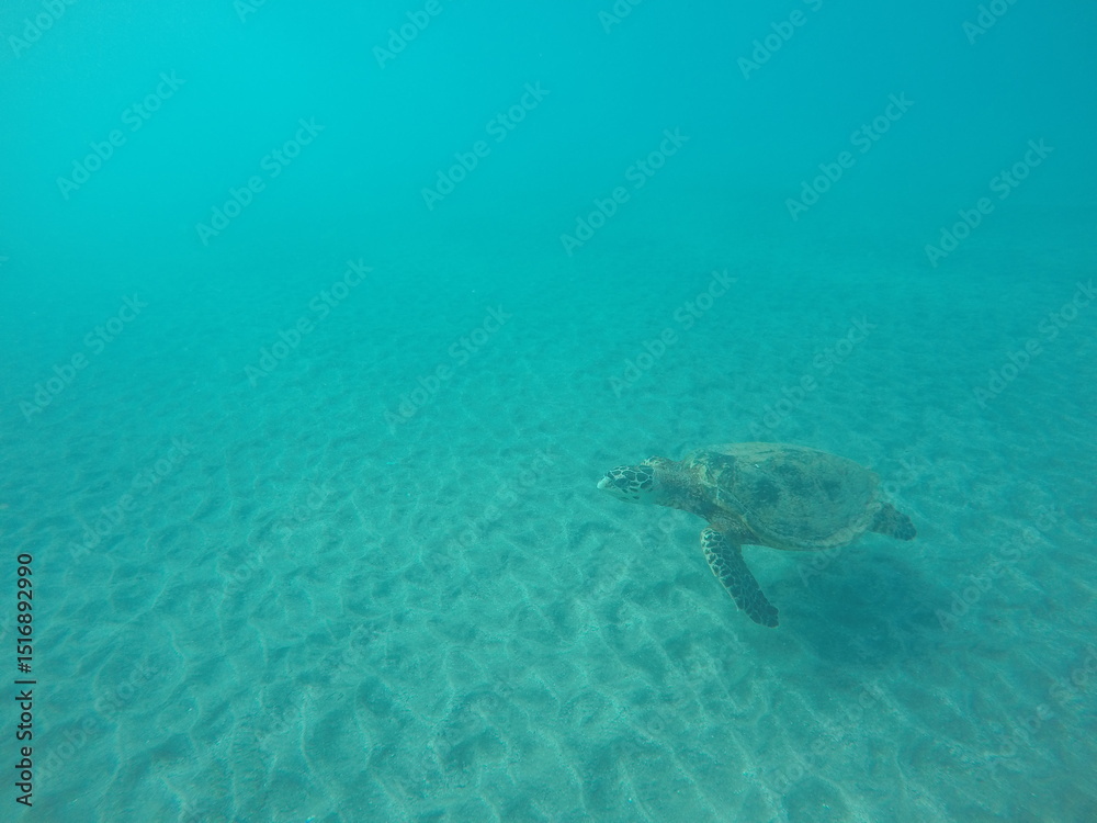 Fototapeta premium eretmochelys imbricata hawksbill turtle above the sea bottom sand