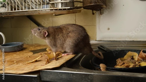 A large brown rat on a kitchen table among food waste.