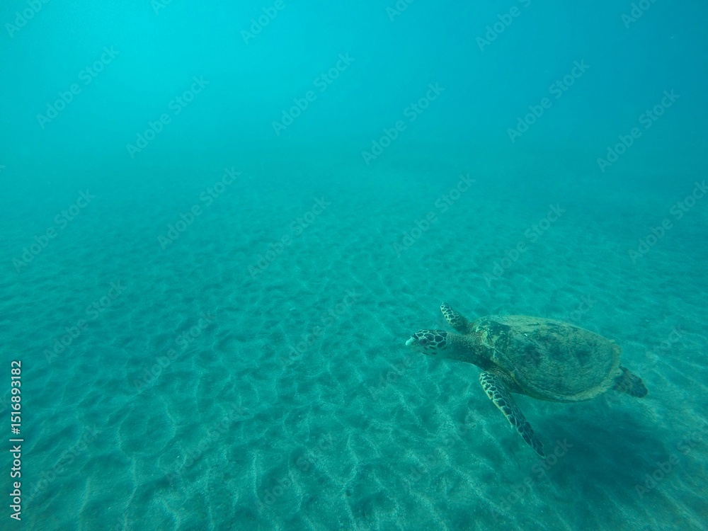 Naklejka premium eretmochelys imbricata hawksbill turtle above the sea bottom sand