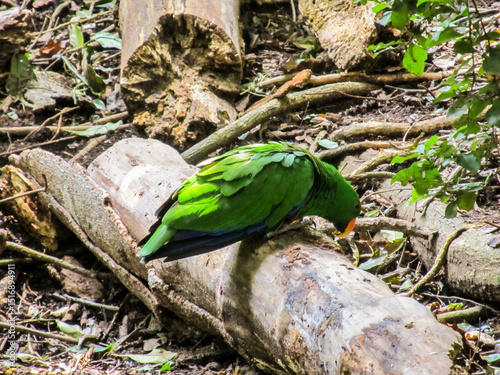 A bright green Eclectus parrot siting on a log on the ground in a bird sanctuary in South Africa. photo