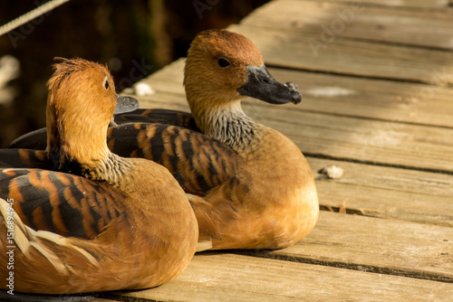 Two fulvous whistling ducks (Dendrocygna bicolor) resting on a wooden board walk in a bird sanctuary