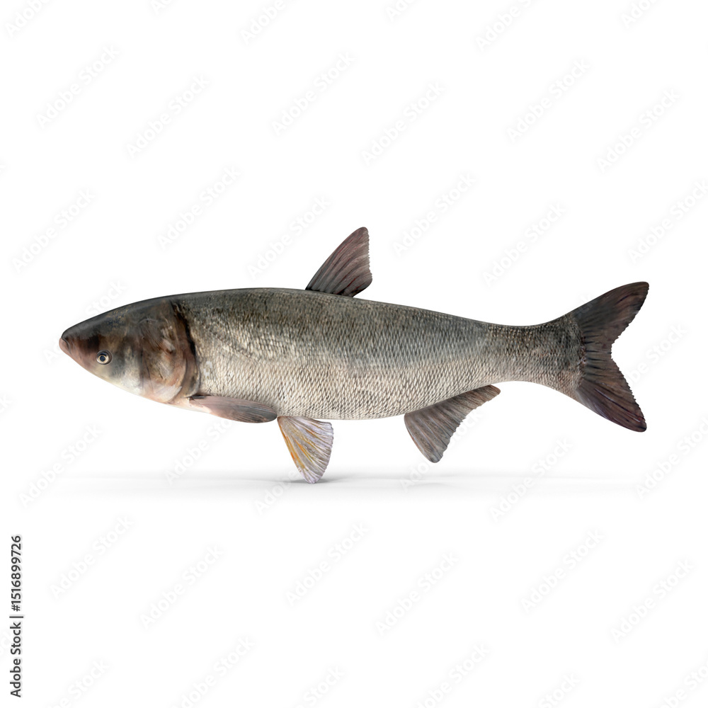 Obraz premium Silver Carp Fish Isolated on Transparent Background