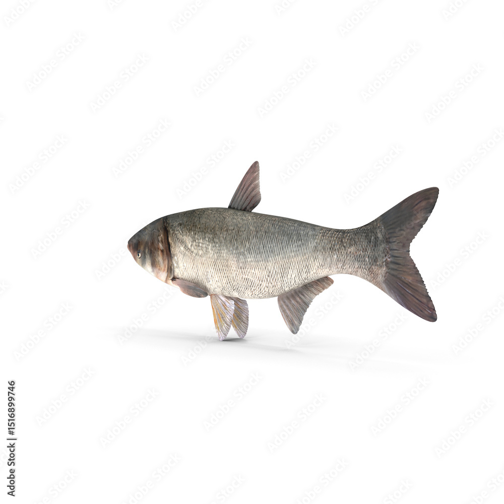 Fototapeta premium Silver Carp Fish Isolated on Transparent Background