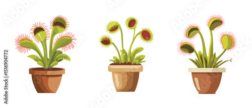 Vibrant Venus Flytrap Plants in Terracotta Pots Botanical Illustration