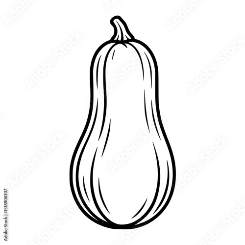 Illustration of butternut squash