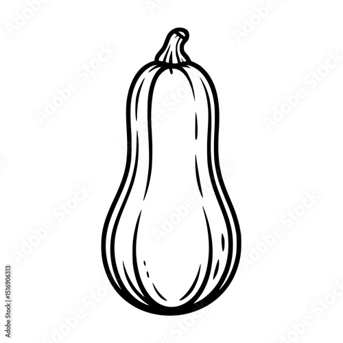 Illustration of butternut squash
