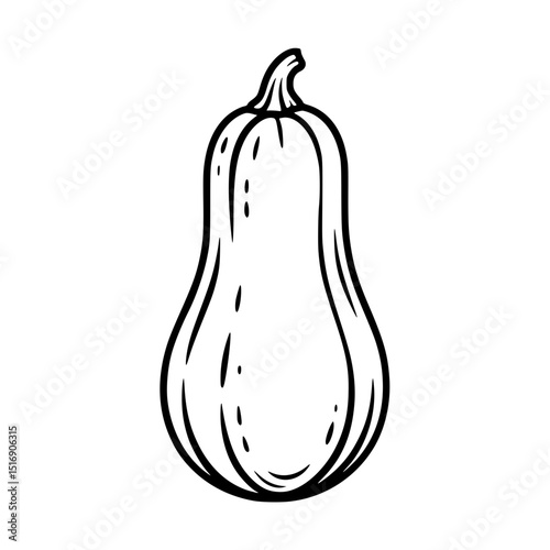 Illustration of butternut squash