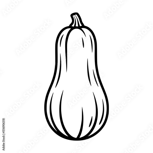Illustration of butternut squash