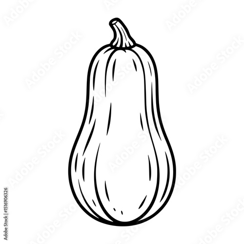 Illustration of butternut squash