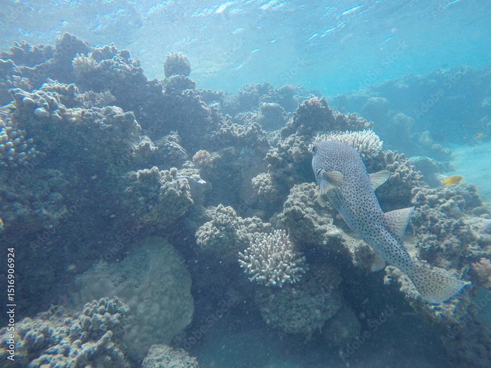 Fototapeta premium puffer fish diodon hystrix above the coral reef