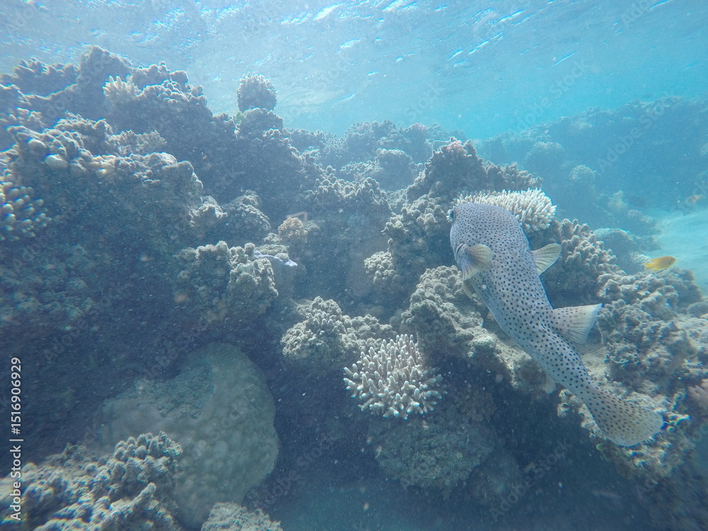 Fototapeta premium puffer fish diodon hystrix above the coral reef