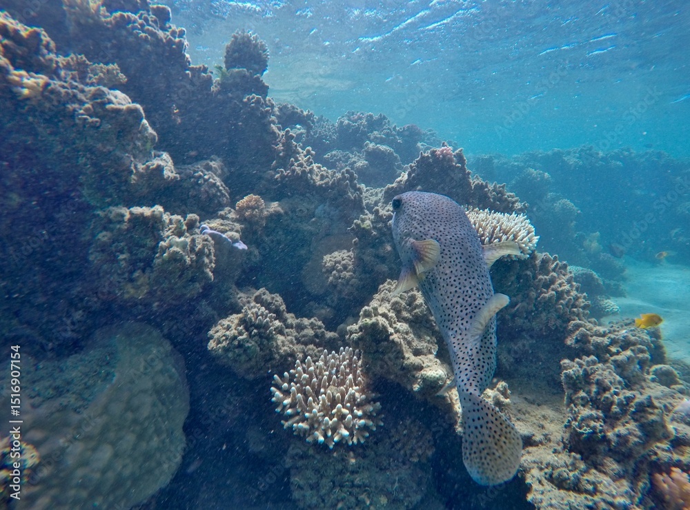 Fototapeta premium puffer fish diodon hystrix above the coral reef