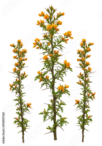 Close-up of blossoming Parkinsonia aculeata (Palo Verde) street trees with water droplets on green leaves and delicate yellow flowers. Isolated on a pure white background