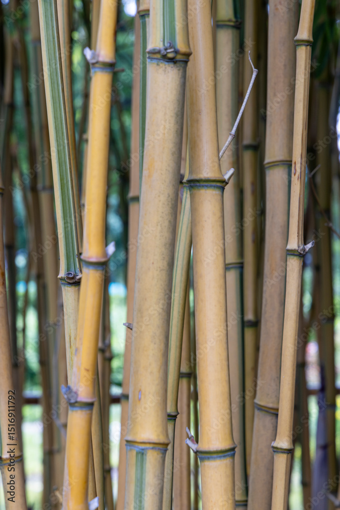 Background texture wallpaper with closeup of Bamboo Background texture wallpaper with closeup of Bamboo