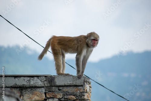 Photography A Rhesus Macaque monkey (Macaca mulatta) stands on all fours atop a low stone & cement wall, with a wire running across the frame with a soft, blurred landscape of hazy, blue-toned hills and sky