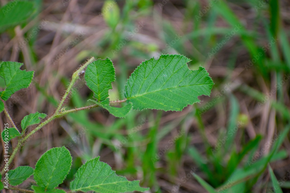Fototapeta premium A close-up (macro) shot of a single green serrated leaf on a thin stem, likely a weed or small plant, growing amidst dry brown grass and green blades in the blurred background.