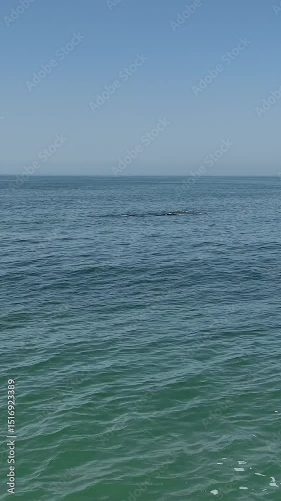Baleia Franca, a Brazilian whale with her call in Florianopolis, Brazil. Right whales swimming near the coast of Florianopolis with their calves. Aerial view in vertical video. Baleia Franca, a Brazilian whale with her call in Florianopolis, Brazil. Right whales swimming near the coast of Florianopolis with their calves. Aerial view in vertical video.