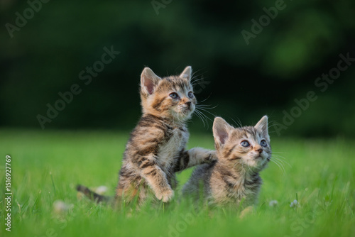 Two cute tabby kittens in green grass