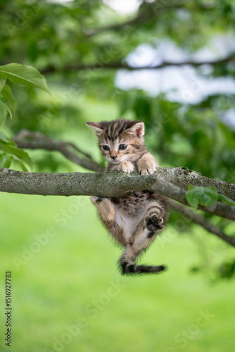 Cuty tabby kitten playing in a tree