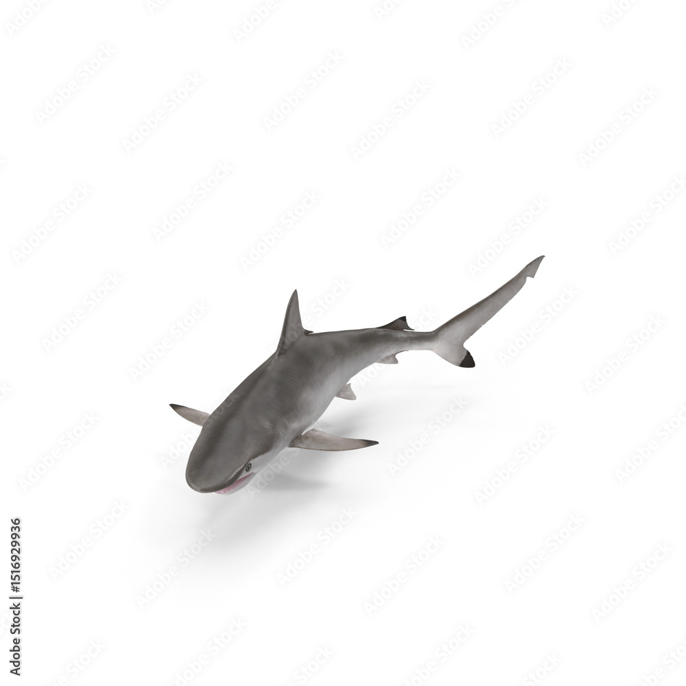 Fototapeta premium Spot-tail Shark Isolated on Transparent Background
