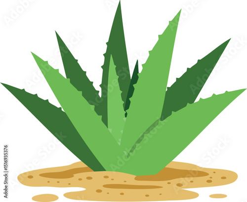Green agave plant with spiky leaves growing in sandy soil vector illustration 