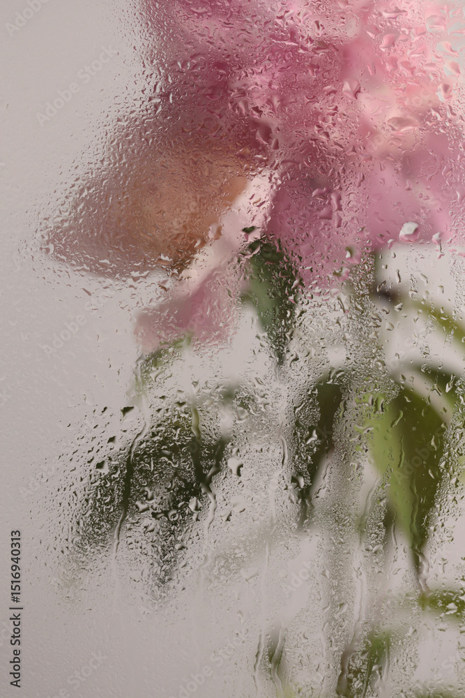 Fototapeta premium Smoke selected Soft focus beige pink Peony Flower through glass with wet water drops. Abstract natural blur background.