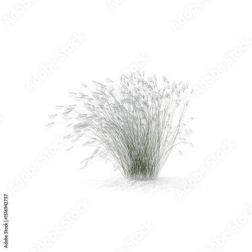 Stipa grass plant isolated on transparent background