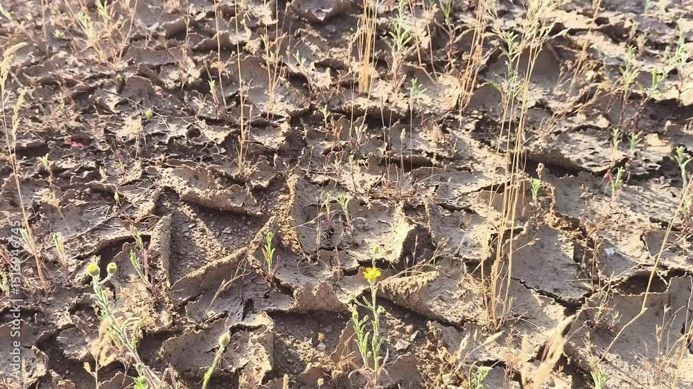 Sequía tierra seca plantas muertas 