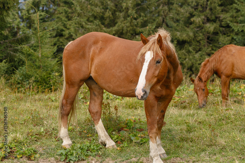 Horses grazed on a mountain pasture against mountains.