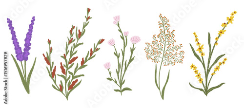 Big set chalk texture botanic blossom floral elements. Branches, leaves, herbs, wild plants, flowers. Crayon hand drawn garden, meadow, field collection. Vector illustration isolated. White background