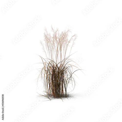 Tall ornamental grass plant isolated on transparent background