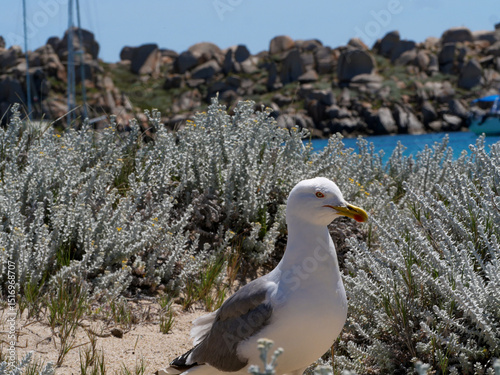 Corse - Île Lavezzi