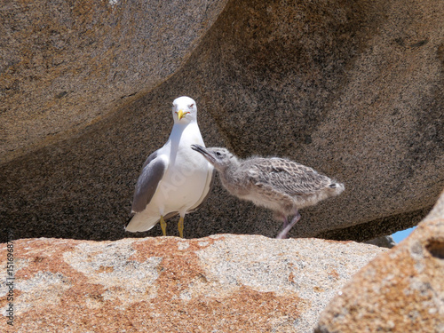 Corse - Île Lavezzi