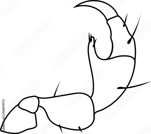Coloring page with head louse leg for biology lesson