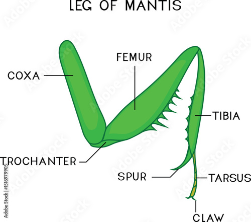 Structure of mantis leg for biology lesson