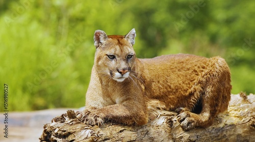 Wild feline predator, a big lion and its young cub, in their natural mammal habitat