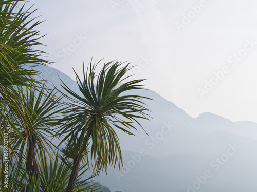 Palms trees on mountains background. Alps landscape. Italy, Lake Garda, Malcesine. Winter landscape in Alp. Winter sunset in peaks. Cool blur in the alpine dusk. Misty blue haze above rocks. Fog.