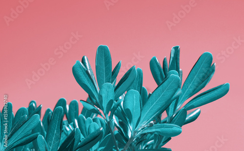 Banner. Green leaves banner of pittosporum (mock orange) on coral color background. Pink aesthetic. Laurel plant. Green foliage, natural structure, strong color contrast. Minimalist layout.