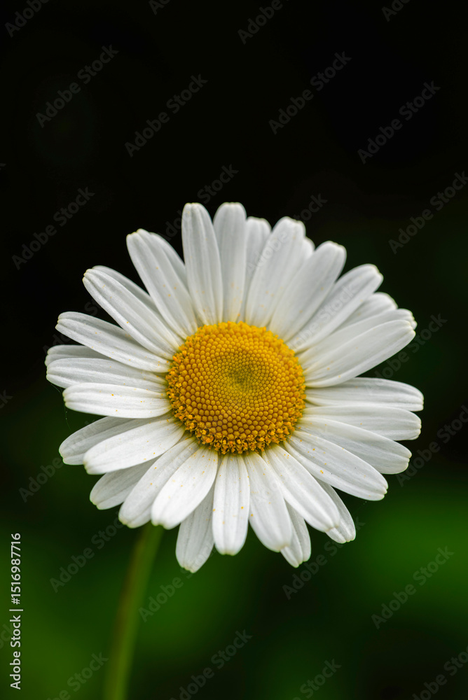 Fototapeta premium Jastrun właściwy (Leucanthemum vulgare Lam.)