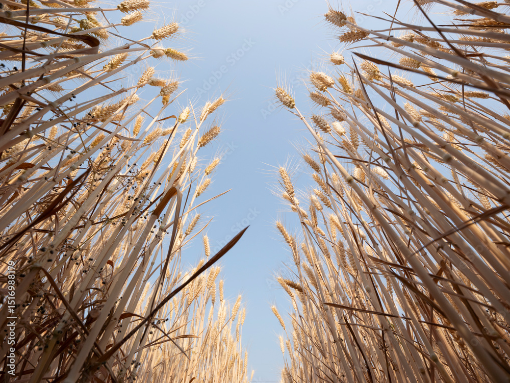 Fototapeta premium Golden wheat fields in summer during Grain in Ear solar term