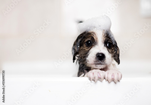 owner baths a cute puppy in sink in bathroom.woman is washing with shampoo little baby dog. foam on pet head.wet domestic animal is getting clean, water flows from tap.dog is shivering from the cold.