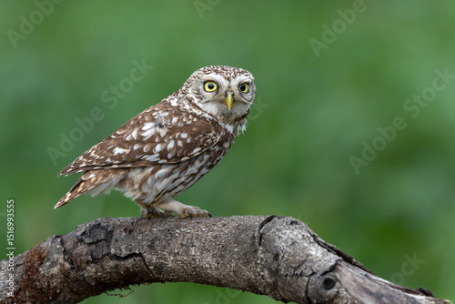Little owl (Athene noctua) sitting in the meadows in the Netherlands
