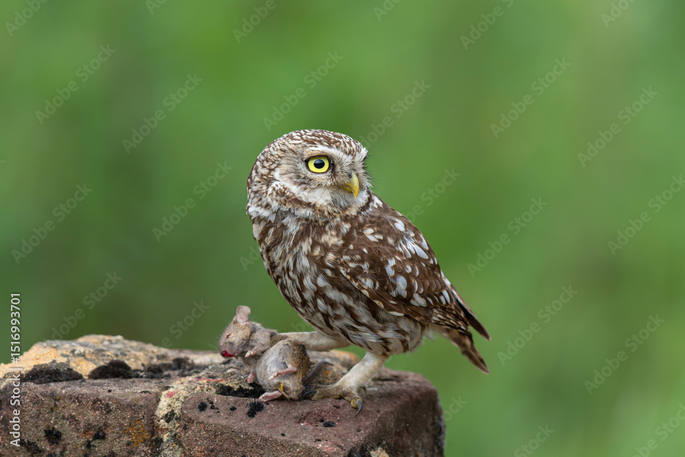 Little owl (Athene noctua) eating a mouse in the meadows in the Netherlands with a green background Little owl (Athene noctua) eating a mouse in the meadows in the Netherlands with a green background
